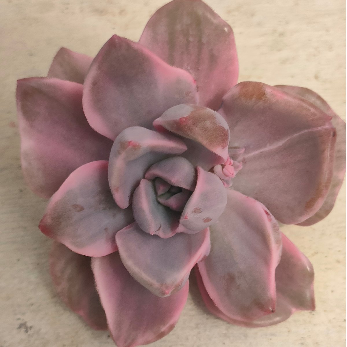 ミセスリチャード錦 エケベリア カット苗 | 多肉植物カット苗の通販