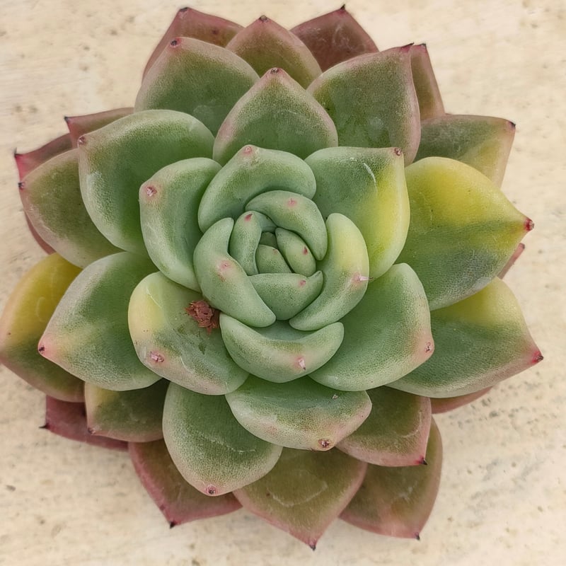 ラジョヤ錦 エケベリア カット苗 | 多肉植物カット苗の通販