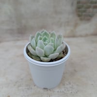 トロムソ エケベリア カット苗 | 多肉植物カット苗の通販 | エケベリア