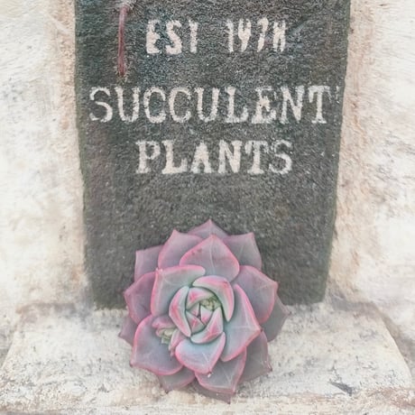 商品一覧 | 多肉植物カット苗の通販 | エケベリア(韓国苗)多肉植物専門