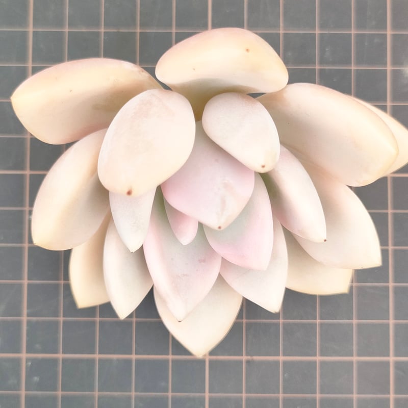 オパリナ錦 グラプトベリア カット苗 | 多肉植物カット苗の通販