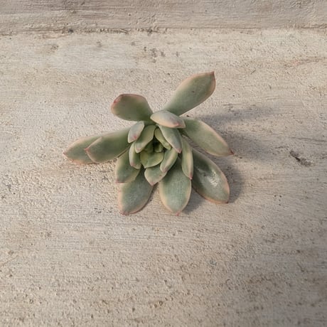 韓国多肉カット苗 多肉植物 (韓国苗) カット苗・寄せ植えの通販 | 多肉屋さん