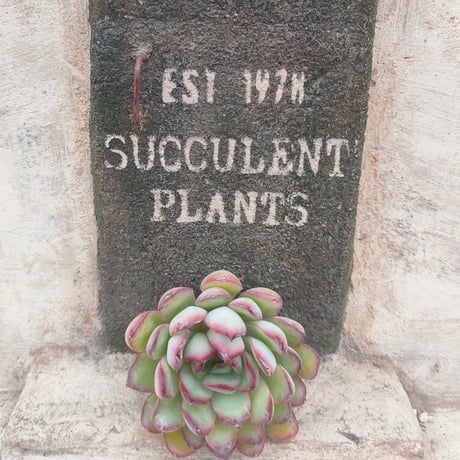 商品一覧 | 多肉植物カット苗の通販 | エケベリア(韓国苗)多肉植物専門