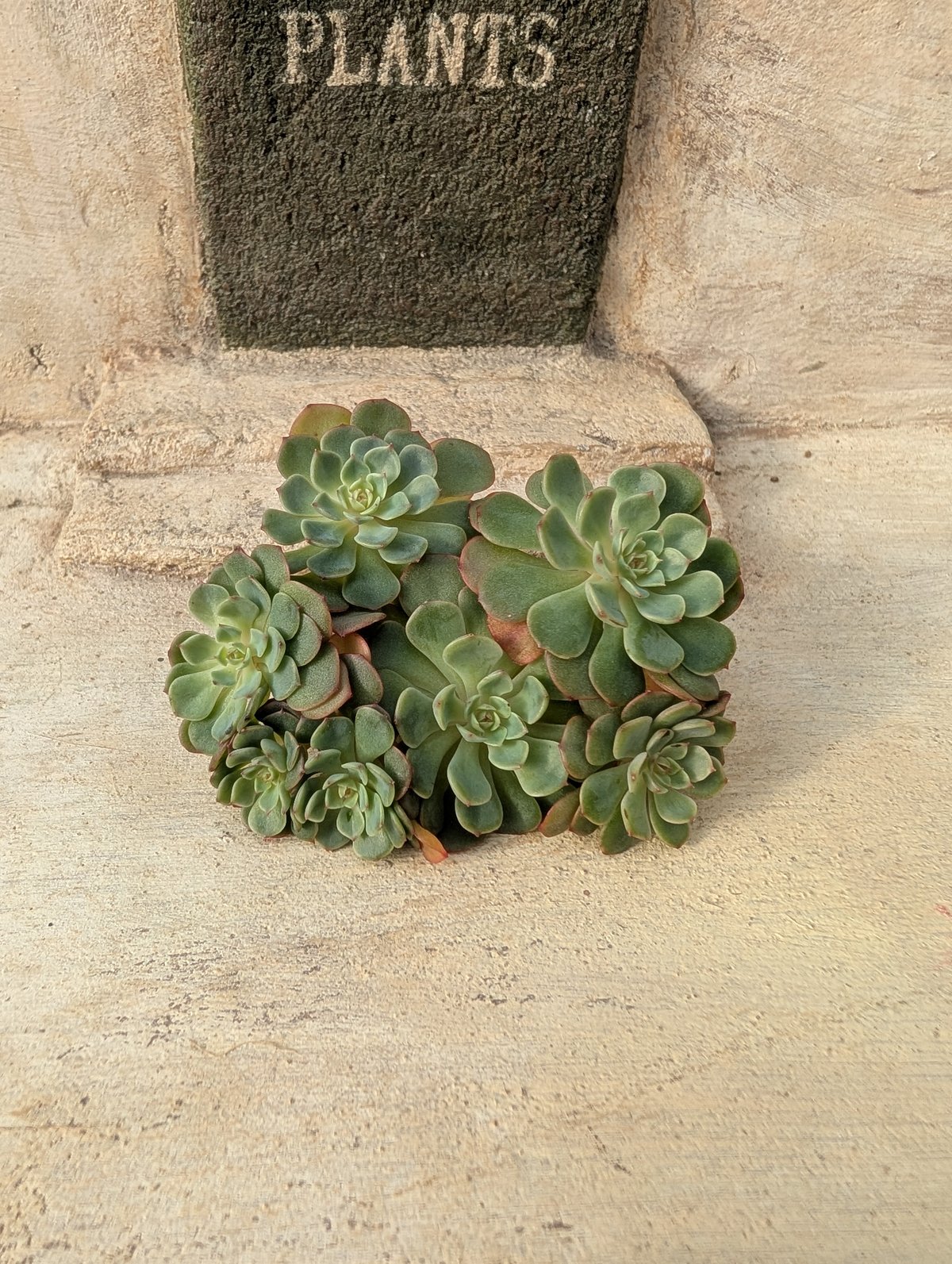 シュガーベビー◎多肉植物 カット苗 韓国苗 エケベリア等 シュガーベイビー エケベリア カット苗 | 多肉植物カット苗の通販