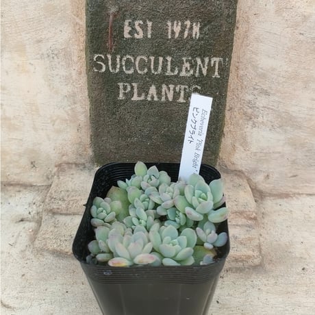 多肉植物カット苗の通販 | エケベリア(韓国苗)多肉植物専門店 | 森の多肉園