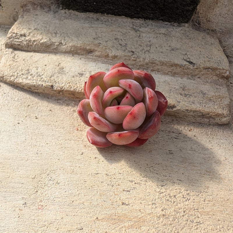 グラムピンク エケベリア カット苗 | 多肉植物カット苗の通販