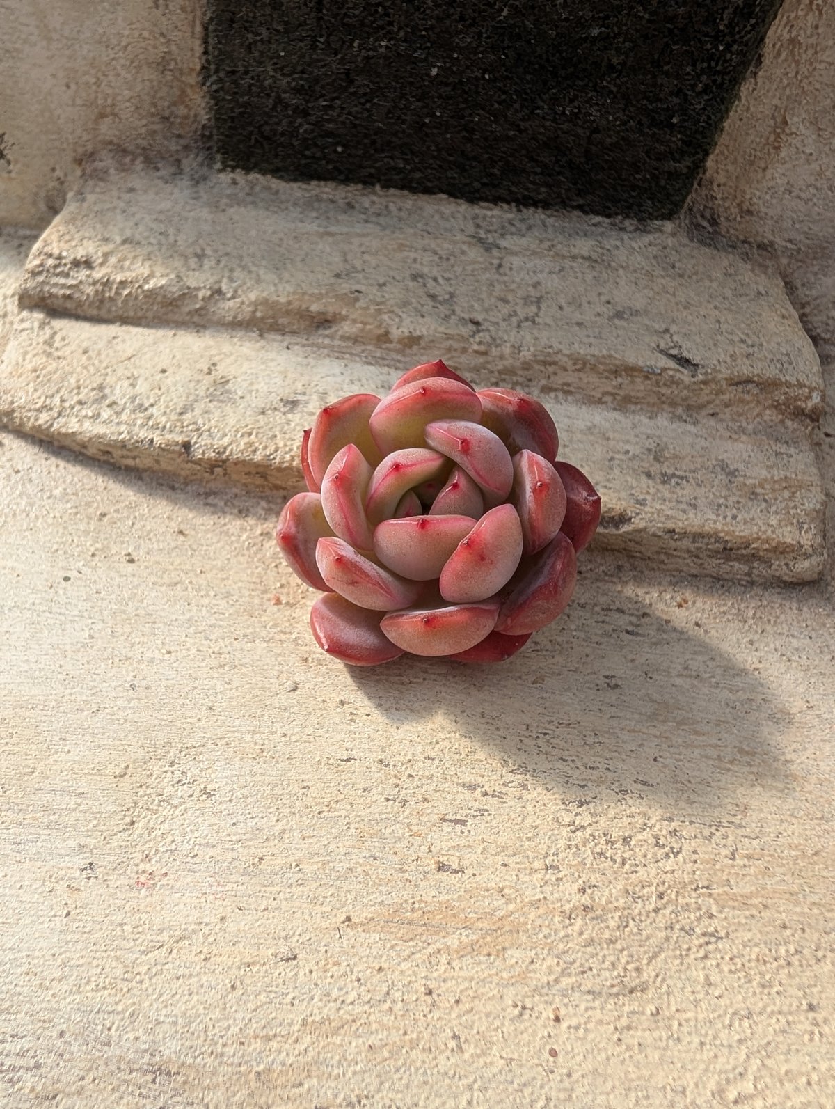 グラムピンク エケベリア カット苗 | 多肉植物カット苗の通販