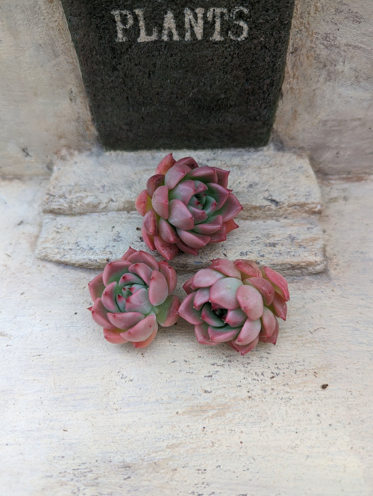 ピンクジェニー エケベリア カット苗 | 多肉植物カット苗の通販