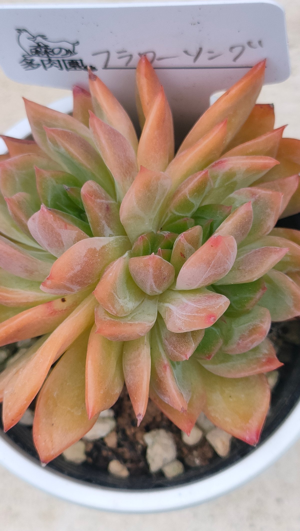フラワーソング エケベリア | 多肉植物カット苗の通販 | エケベリア