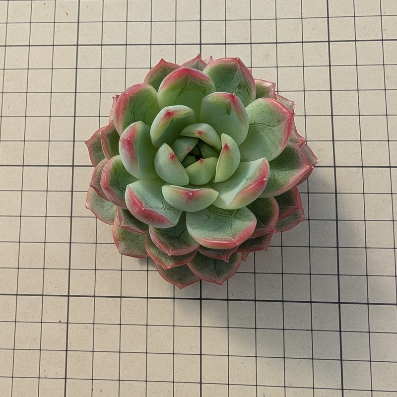 アイコイリス エケベリア カット苗 | 多肉植物カット苗の通販