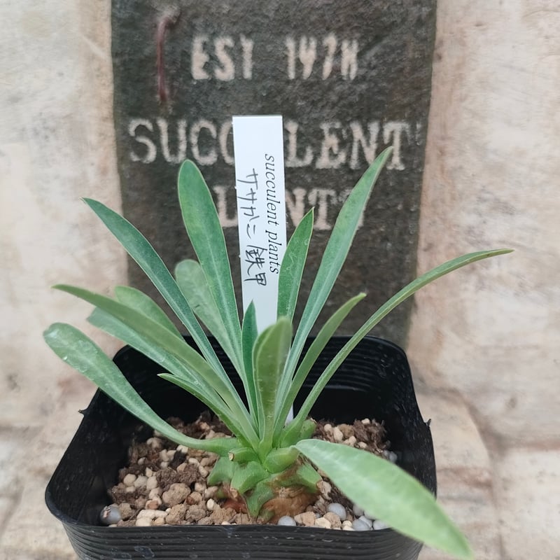 笹蟹鉄甲 ユーフォルビア 抜き苗 | 多肉植物カット苗の通販