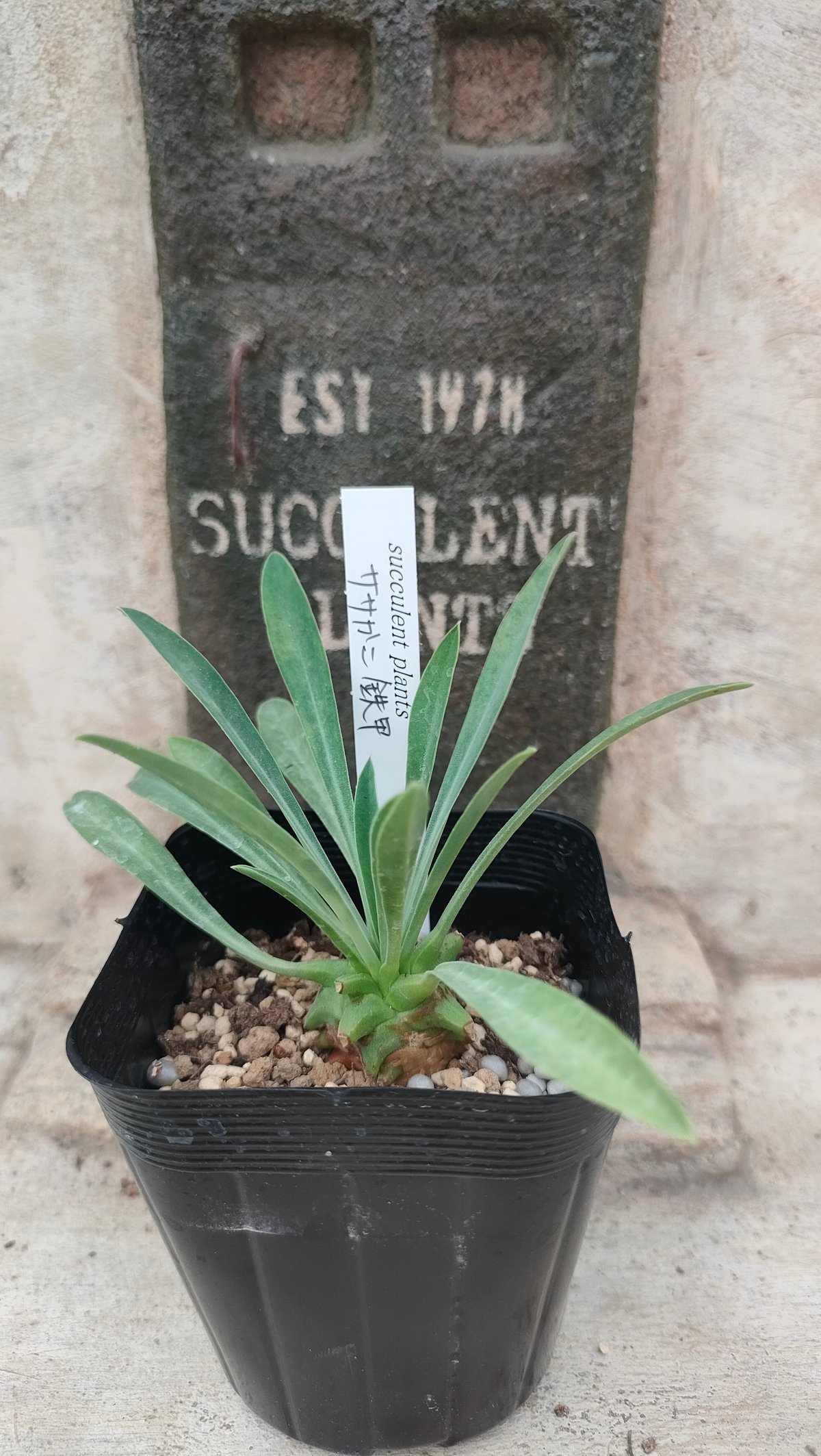 笹蟹鉄甲 ユーフォルビア 抜き苗 | 多肉植物カット苗の通販
