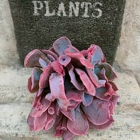 ピンクハニー エケベリア カット苗 | 多肉植物カット苗の通販 ピンクハニー エケベリア カット苗 | 多肉植物カット苗の通販