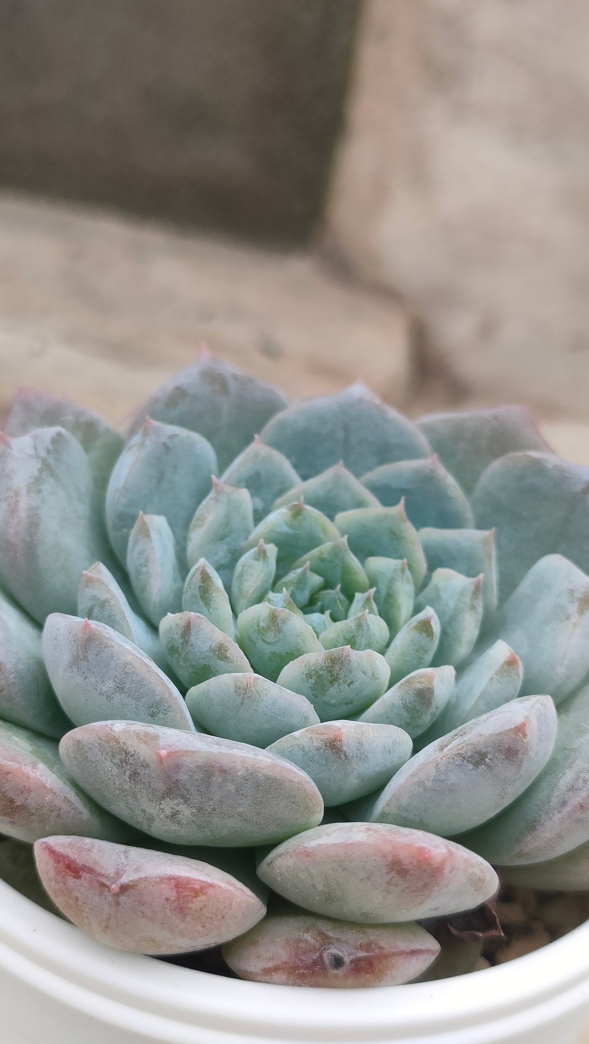 アメイジンググレイス エケベリア | 多肉植物カット苗の通販