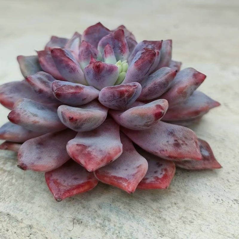 デボリューション エケベリア カット苗 | 多肉植物カット苗の通販