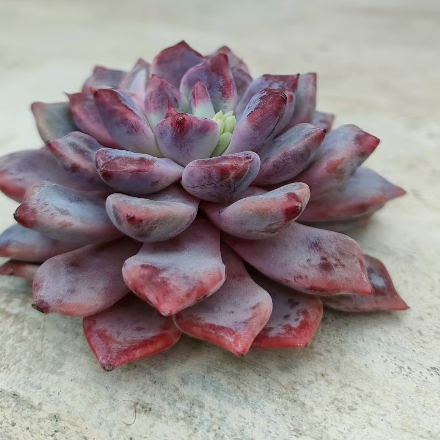 デボリューション エケベリア カット苗 | 多肉植物カット苗の通販