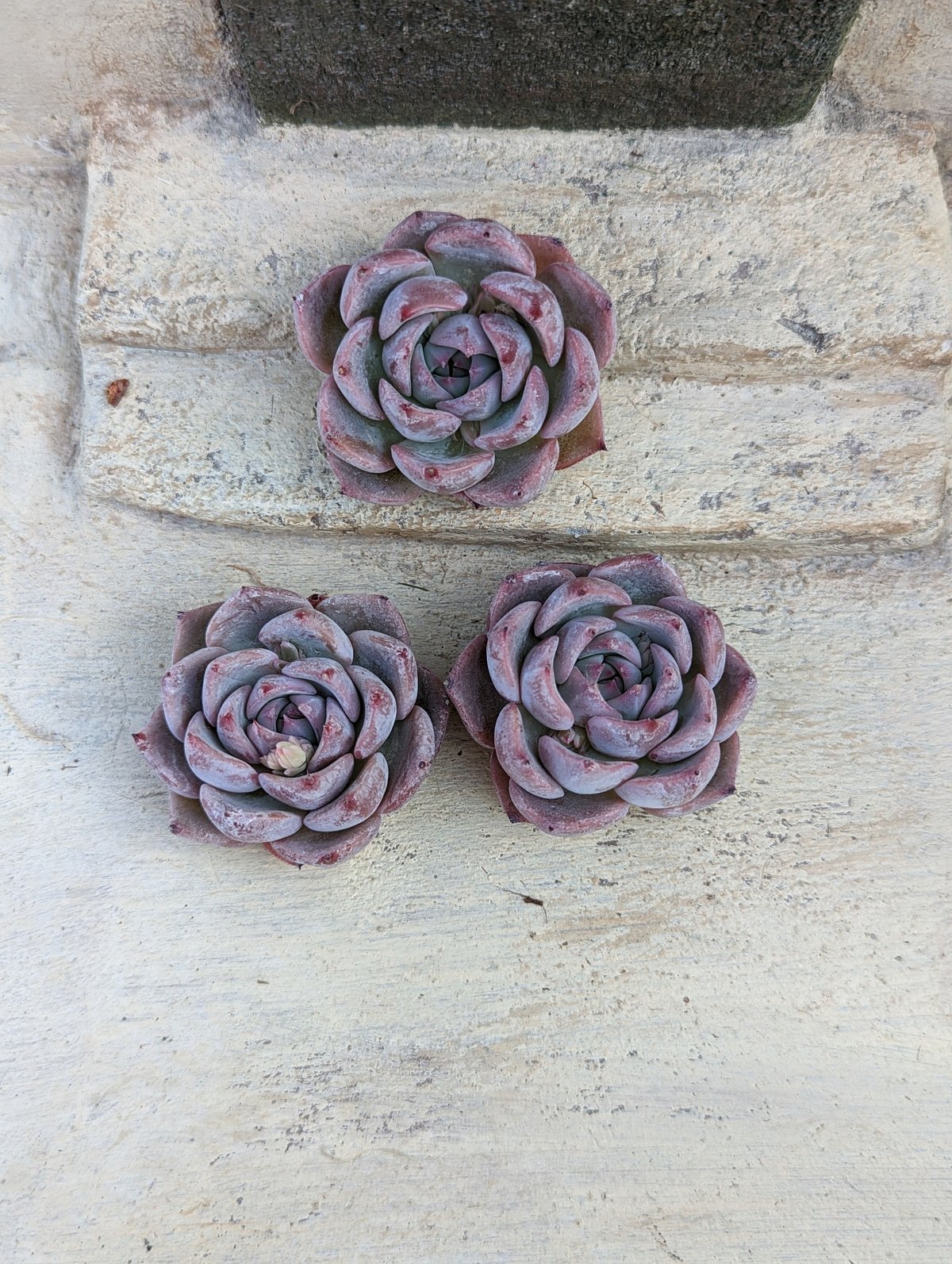 キャロライン エケベリア カット苗 | 多肉植物カット苗の通販