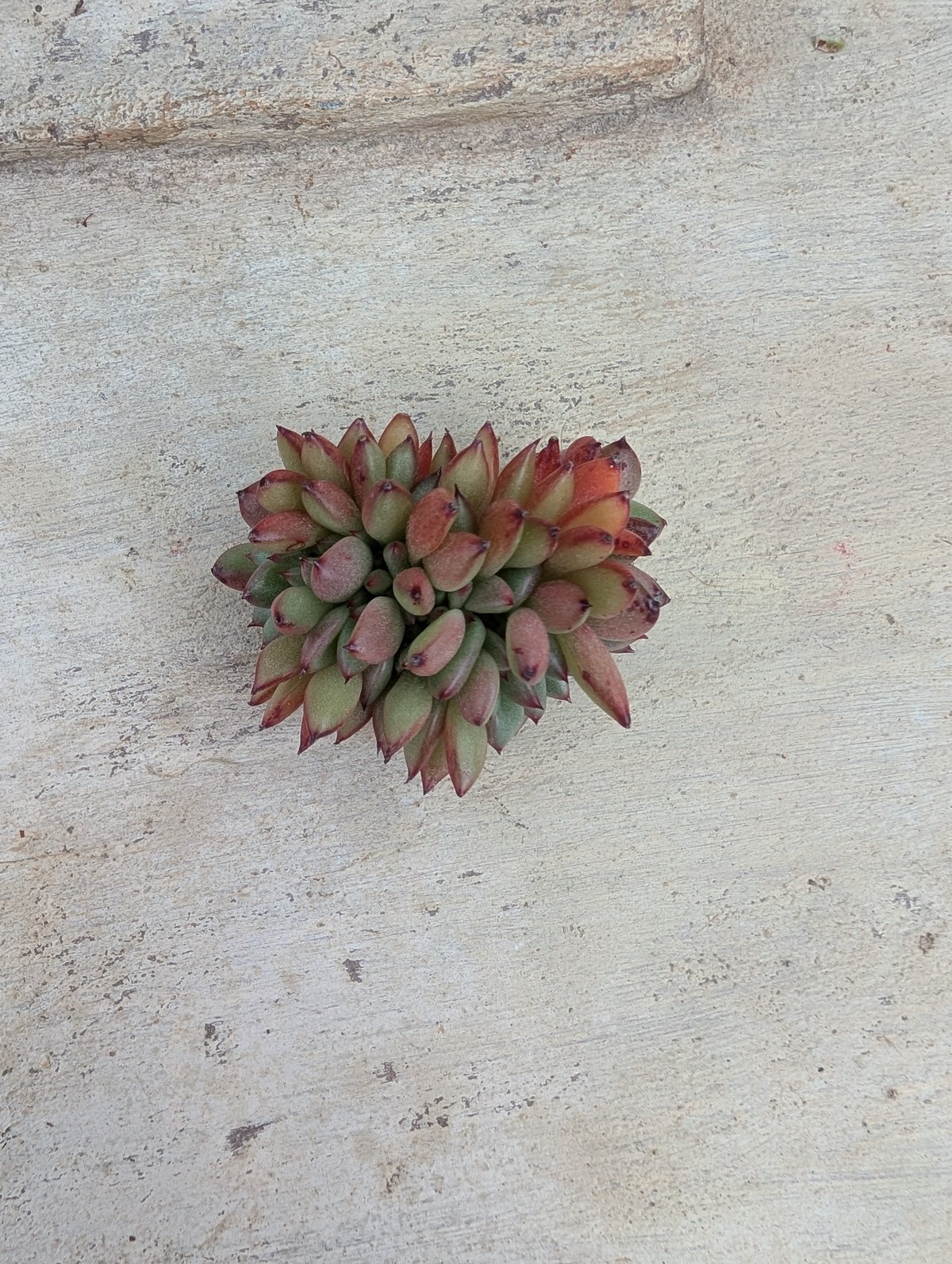 マンディ綴化 エケベリア カット苗 | 多肉植物カット苗の通販