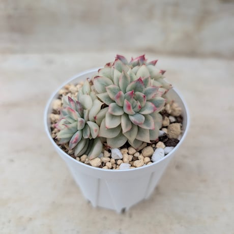 商品一覧 | 多肉植物カット苗の通販 | エケベリア(韓国苗)多肉植物専門