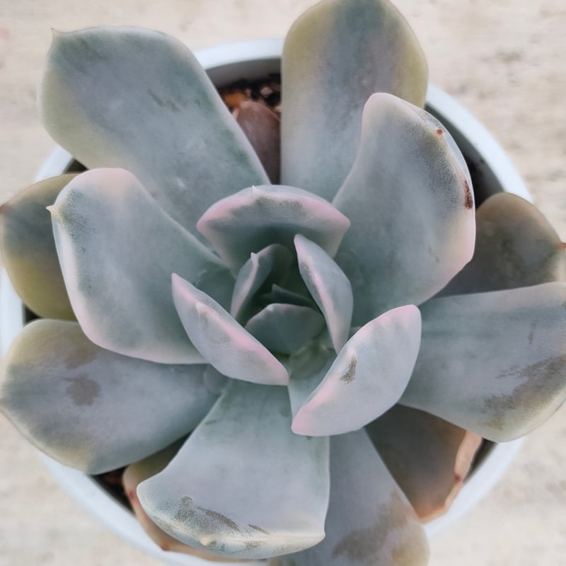 多肉植物　ルンヨニー　抜き苗　エケベリア 多肉植物 エケベリア ルンヨニー 抜き苗 多頭 - メルカリ