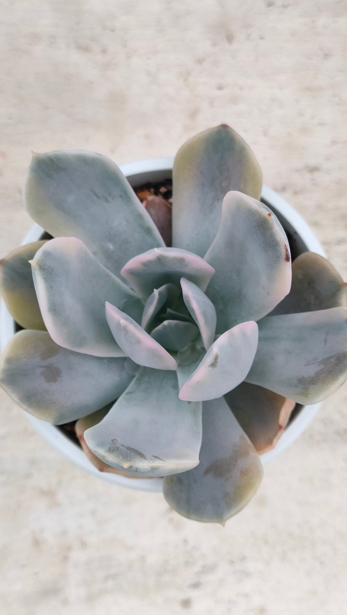 ルンヨニー錦 エケベリア 抜き苗 | 多肉植物カット苗の通販