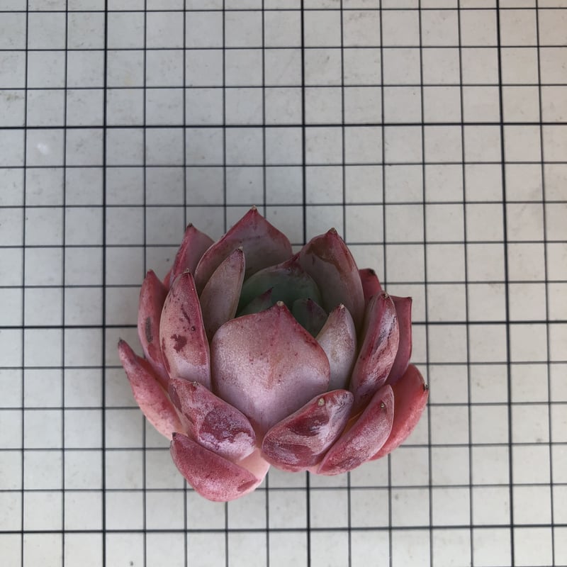 スイートプリンセス エケベリア カット苗 | 多肉植物カット苗の スイートプリンセス エケベリア カット苗 | 多肉植物カット苗の