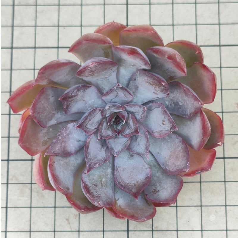 ダークアイス エケベリア カット苗 | 多肉植物カット苗の通販