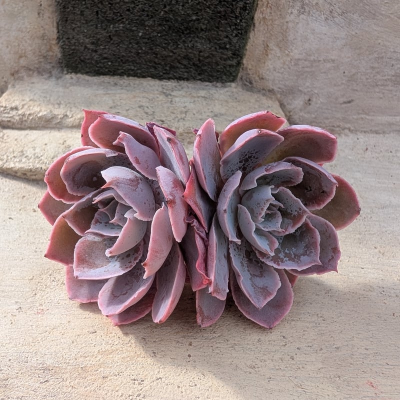 ピンキー エケベリア カット苗 | 多肉植物カット苗の通販 | エケベリア