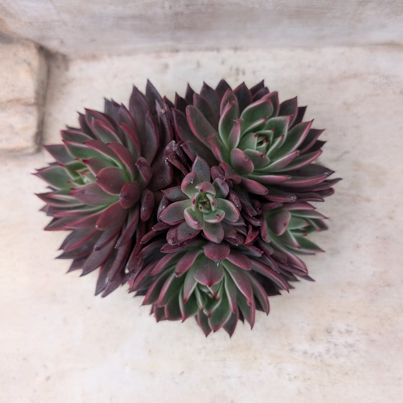 レゾン エケベリア カット苗 | 多肉植物カット苗の通販 | エケベリア