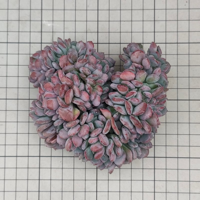 ピンクジェニー綴化 エケベリア カット苗 | 多肉植物カット苗の通販