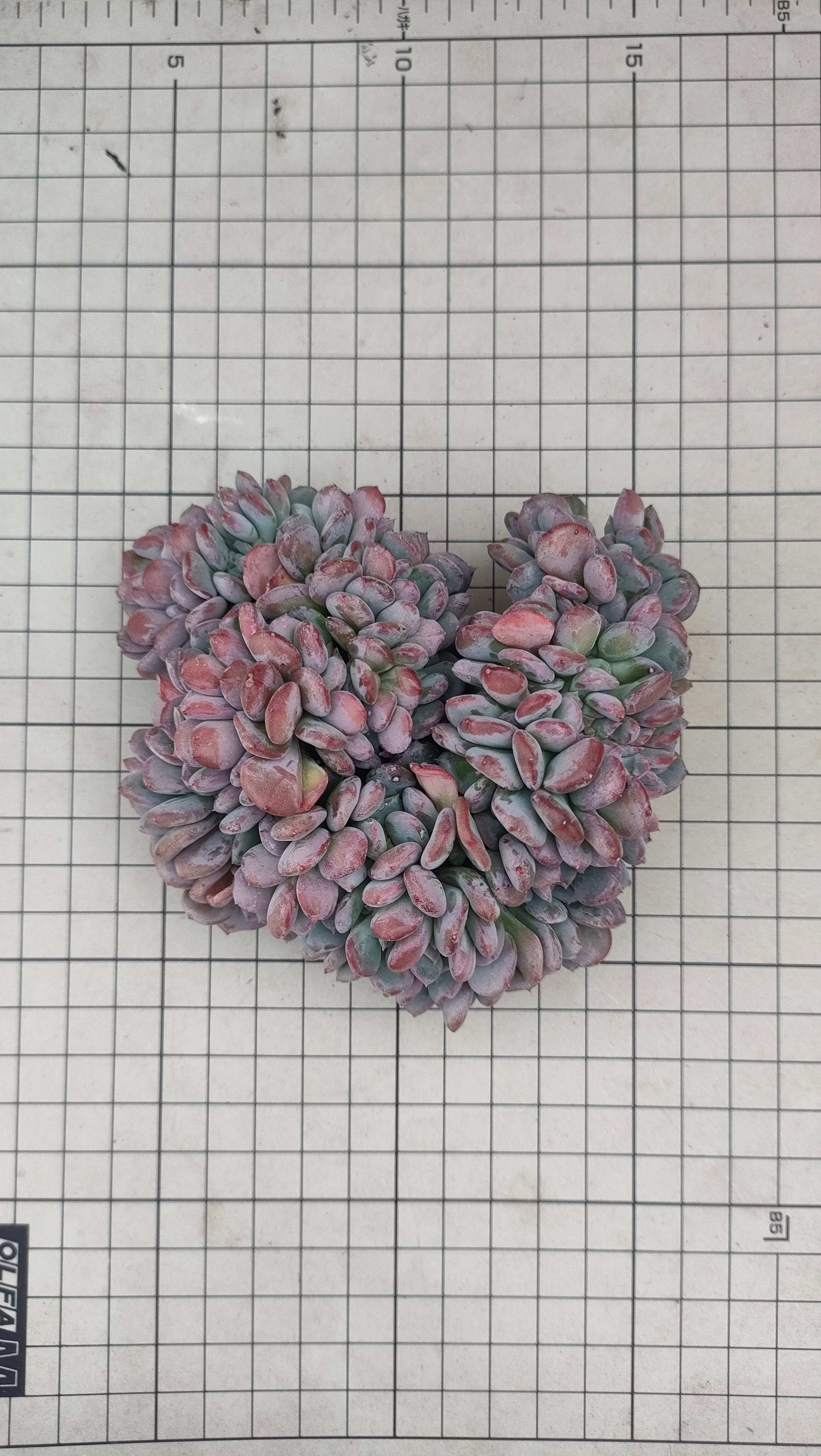 ピンクジェニー綴化 エケベリア カット苗 | 多肉植物カット苗の通販