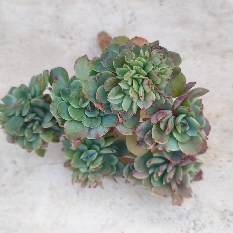 ベサメムーチョ エケベリア カット苗 | 多肉植物カット苗の通販