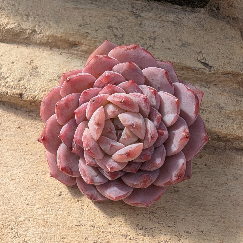 アメイジンググレイス エケベリア カット苗 | 多肉植物カット苗の通販