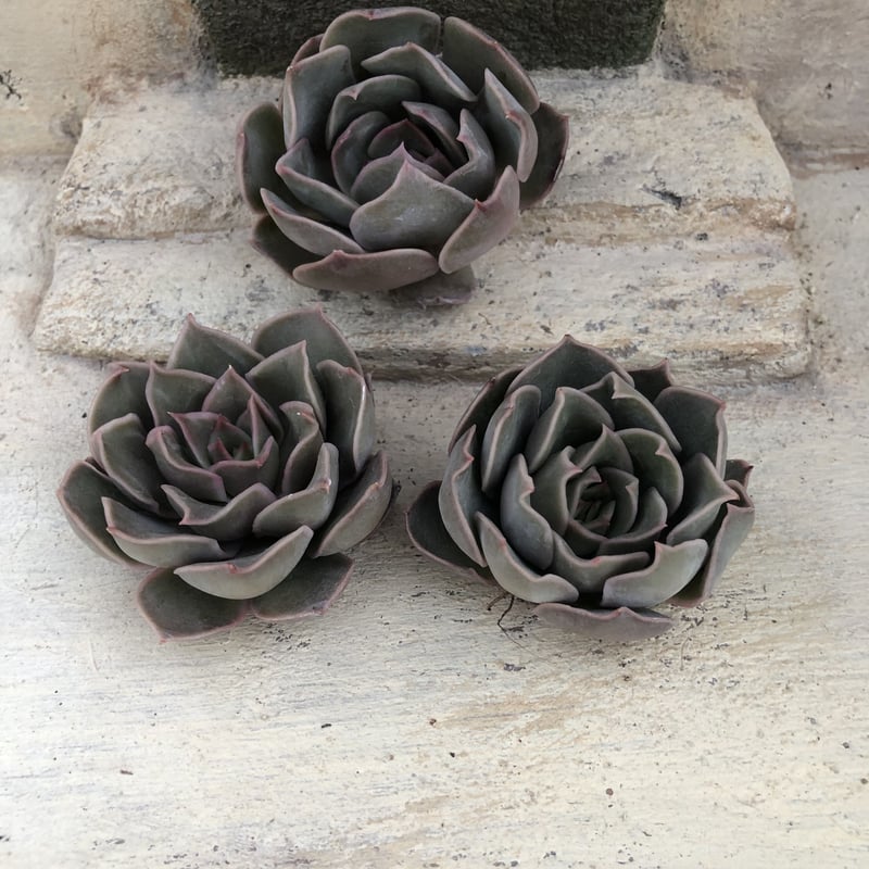 キス エケベリア カット苗 | 多肉植物カット苗の通販 | エケベリア