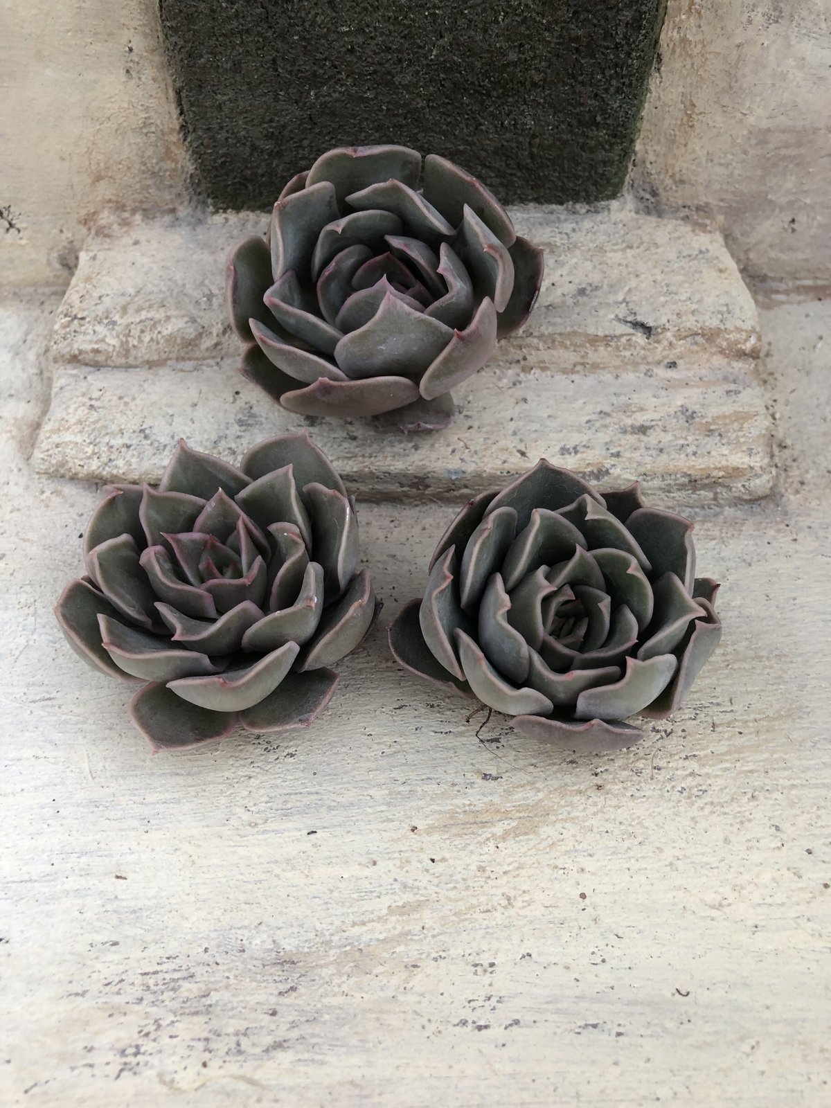 キス エケベリア カット苗 | 多肉植物カット苗の通販 | エケベリア