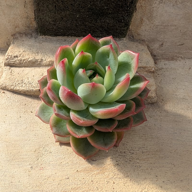 多肉植物 韓国苗 アクアリス