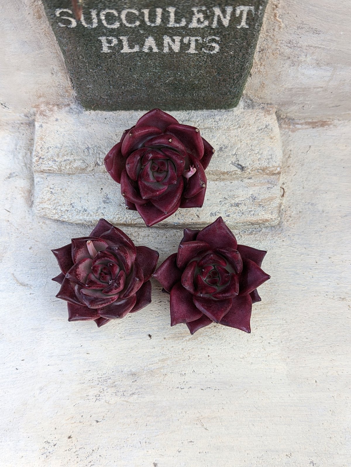 ㊳レア苗!エレイン×ロメオルビン❣️中里リンゼアナ交配❣️6苗