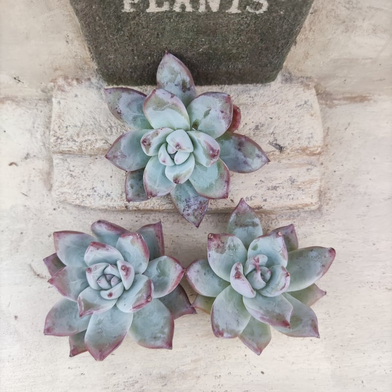 ワイルドコロラータ エケベリア カット苗 | 多肉植物カット苗の通販