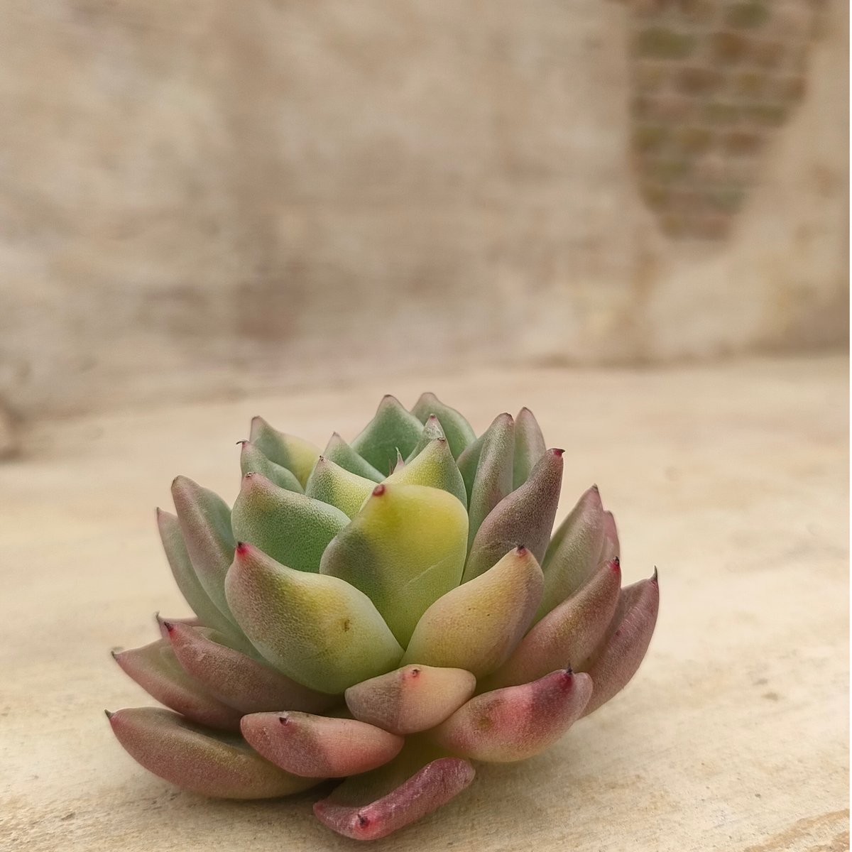 ラジョヤ錦 エケベリア カット苗 | 多肉植物カット苗の通販