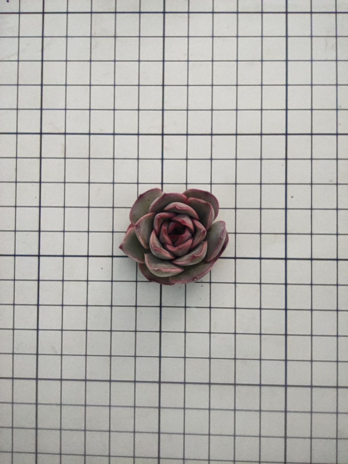 ミスピンク エケベリア カット苗 | 多肉植物カット苗の通販