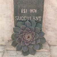 シュガーベイビー エケベリア カット苗 | 多肉植物カット苗の通販