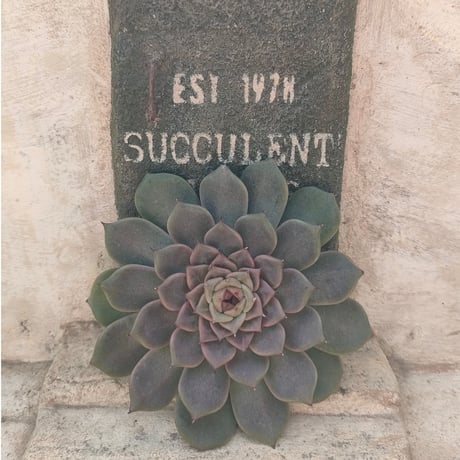 多肉植物カット苗の通販 | エケベリア(韓国苗)多肉植物専門店 | 森の多肉園