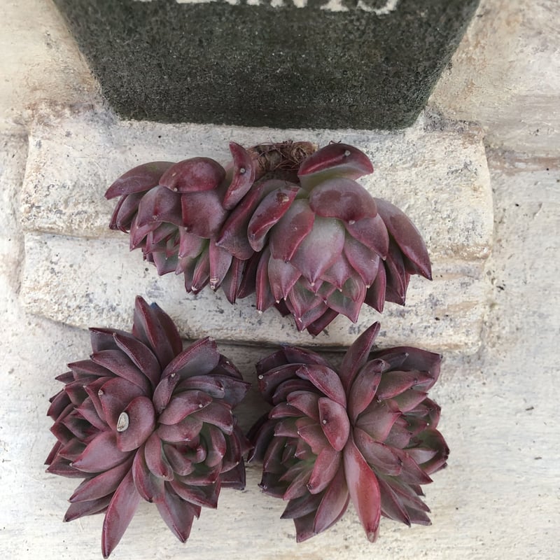 ブラックバイオレット◎多肉植物 カット苗 韓国苗 エケベリア等 フラワーソング エケベリア カット苗 | 多肉植物カット苗の通販