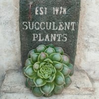 トロムソ エケベリア カット苗 | 多肉植物カット苗の通販 | エケベリア