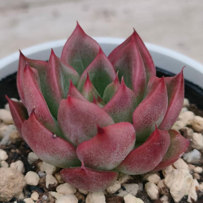フロリディティール エケベリア 抜き苗 | 多肉植物カット苗の通販