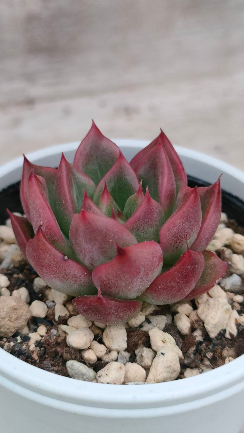 フロリディティール エケベリア 抜き苗 | 多肉植物カット苗の通販