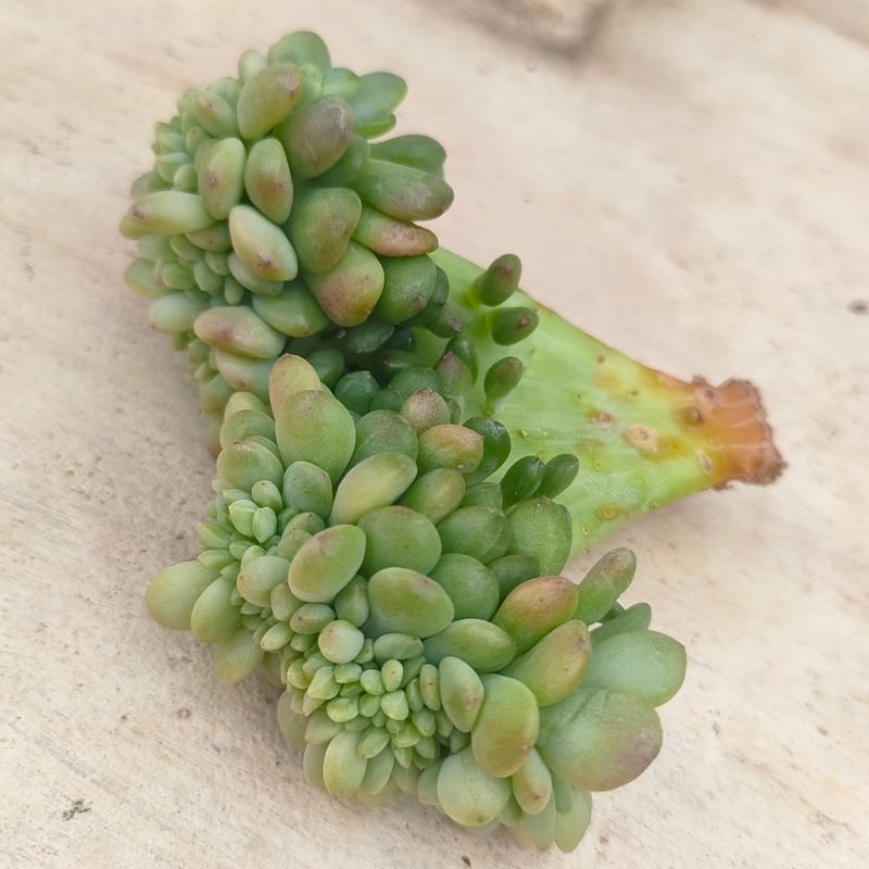 シャングリラ綴化 エケベリア カット苗 | 多肉植物カット苗の通販