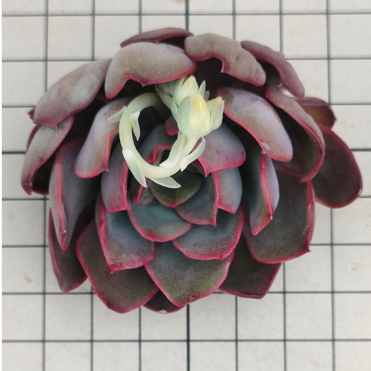 シャビアナ◎多肉植物 カット苗 韓国苗 エケベリア等 多肉植物 シャビアナブルー カット苗 - メルカリ