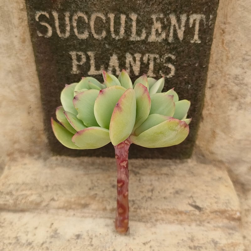 ピーチプリデ錦 エケベリア カット苗 | 多肉植物カット苗の通販