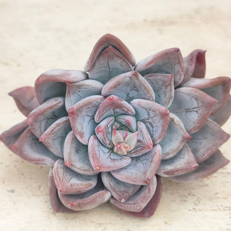 ブルーウェディング エケベリア カット苗 | 多肉植物カット苗の通販